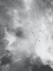 [원피스] 한 마리의 작은 새처럼 살아가리