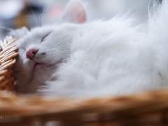 [주술회전 드림] 내 고양이 돌려줘! (上)