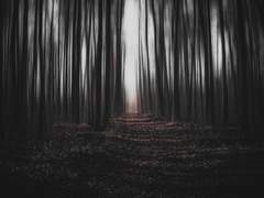 【겨울숲】이화은