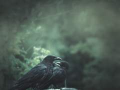 오델리아 셔먼. / 36세