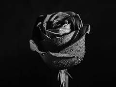 그럼에도 네가,