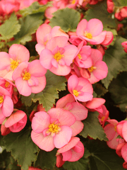 좋아하는 그대에게 베고니아를