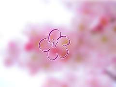 벚나무 아래의 강아지