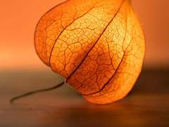 내 마음속의 집/이도은