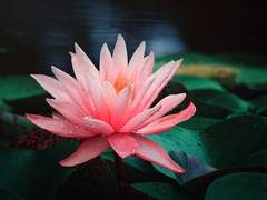 Lotus : 당신은 아름답습니다