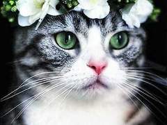 한국인 드림주의 '냐' 반응