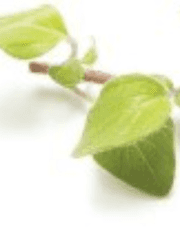 OREGANO