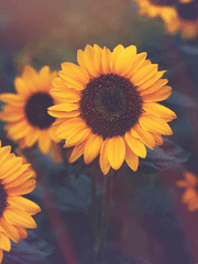 그 외 장르 (추후 분류 예정)