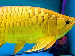 황금 물고기/이도은