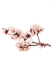 가둬진 보석과 자립의 고해