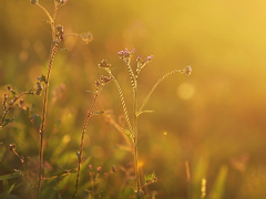 유호천희 ::: [永遠之夢영원의 꿈] 개인 소장본 작업