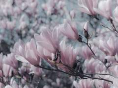 제일 잔혹했던 봄이, 찬란하게 시린 달에게.