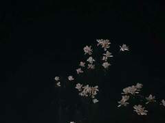 [알베아크] 있잖아, 나는.