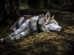 김울프의 첫사랑