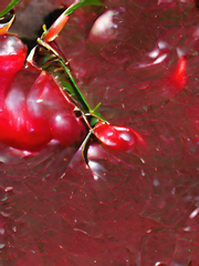 𝘉𝘪𝘵𝘵𝘦𝘳𝘴𝘸𝘦𝘦𝘵 **