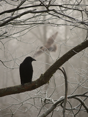 울보 까마귀와 어린 사자