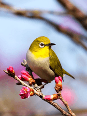 자매꽃이 피었습니다