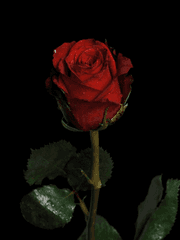 뉴타의 조각글 모음집