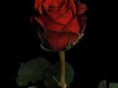 [단편] 장미 맛 백합