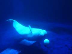 여수, 아쿠아플래닛