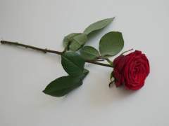 장미꽃 한 송이