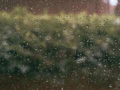 토란잎에 궁그는 물방울 같이는