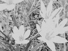 샤프란을 키우려 한 소년