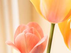 [하이큐드림/스나] 예? 제가 결혼이요?