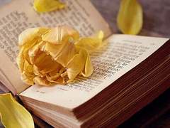 𝒀𝒆𝒍𝒍𝒐𝒘 𝒕𝒖𝒍𝒊𝒑