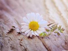 𝐃𝐚𝐢𝐬𝐲.