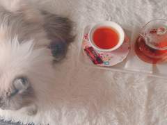 하니앤손스 파리스 (두둥)