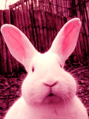 분홍 토끼의 일기장