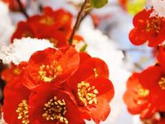 리 샤오메이 李 小梅 유치원 프로필