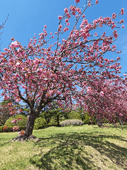 로오히 잡다한 단편