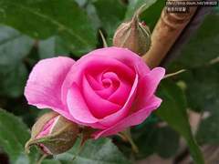 장미의 생각/이도은