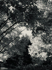 찬란한 죽음에 키스를