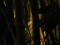 [꿍꿀] 홀로 밤 산길을 걷지 마시오