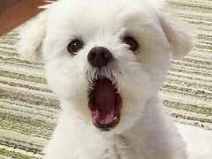 귀요미를 좋아하는게 죄는 아니좌놔!!!!