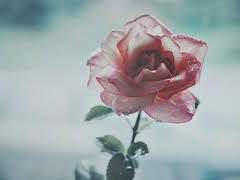 아라카키 나오 / XX / 18