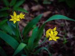 품속의 정빙화頂氷花_陸