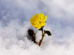 맹아기 (萌芽期)