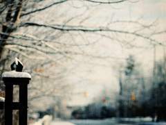 Lettre d'un jour d'hiver