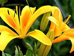 Yellow Lily