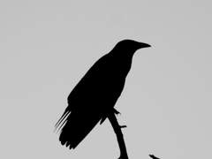 생명 재생의 의의