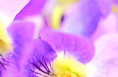 [미기노 스미레/XX/19]