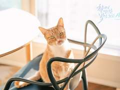 반려동물 스냅촬영