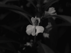 나는 봉선화였습니다 2