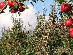 望月 世楽 女 18