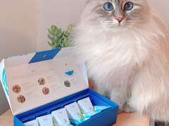 티포르테 블루: 블루 진저