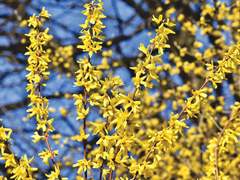 Forsythia